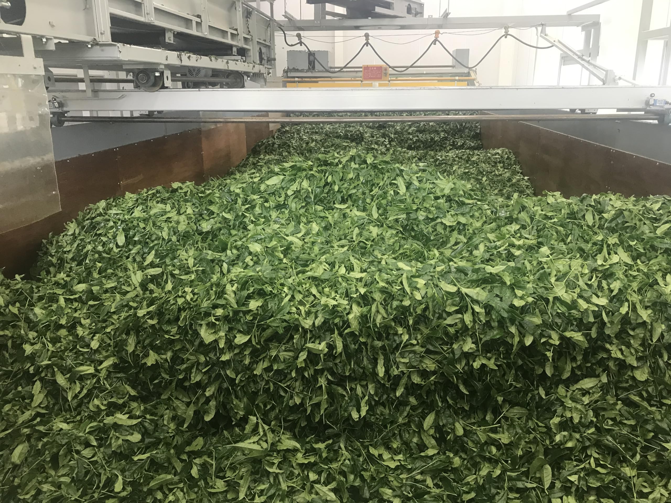 Amazon | 【煎茶 タブレット 300粒] カテキン緑茶 egcg カテキン 緑茶